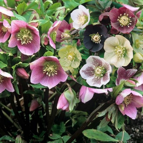 Helleborus orientalis - Kaukaasia lumeroos P9/0,55L